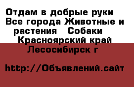 Отдам в добрые руки  - Все города Животные и растения » Собаки   . Красноярский край,Лесосибирск г.